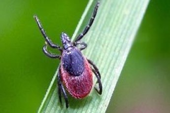 На Волині зареєстровано 191 випадок кліщового енцефаліту