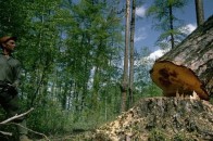 Екоінспектори виявили волинянина, який незаконно зрубував дерева