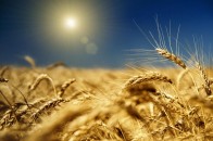 На Волині готують запас зерна, аби контролювати ціни на хліб