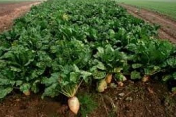 Клімчук переконує, що ціни на цукор зростуть вже на осінь