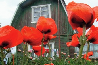 Волинянам за вирощування снодійного маку «світить» штраф до 8,5 тисяч гривень