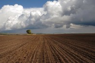 На Волині нараховується 284 сільгосппідприємств, які використовують земельні ділянки площею понад 100 га