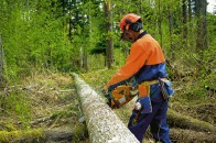 На Волині засудили керівника лісгоспу, через службову недбалість якого загинув працівник