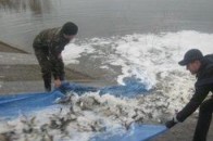 На Волині у річку Турія випустили майже тонну риби