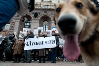 34% опитаних лучан готові долучитися до волонтерської роботи в міському притулку для тварин