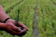 Волинське лісогосптовариство «Тур» примушують повернути майже 8 тисяч гектарів угідь