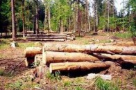 У Волинській області незаконно нарубали дерев на суму майже 24 тисячі гривень