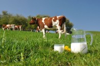 З початку року на Волині виготовили сільськогосподарської продукції на понад 1 мільярд гривень