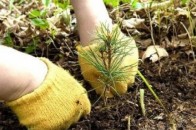 На Волині 1500 школярів взяли участь в обласному злеті юних лісівників