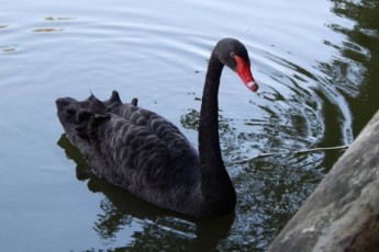 Луцький зоопарк чекає на поповнення: пара чорних лебедів звили кубло на острівку