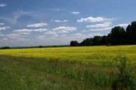 На Волині незаконно захопили 300 гектарів землі Міноборони вартістю 6,6 мільйонів гривень