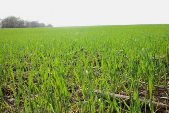 Через морози на Волині загинуло 3,4 тисячі гектарів озимини