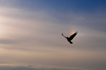 Волинські чиновники побоюються спалаху інфекції через утилізацію 70 тонн мертвої птиці