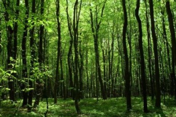 Приватні господарники використовують понад 145 тисяч гектарів волинського лісу
