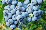 Чи безпечна чорниця, яку продають на луцьких ринках?