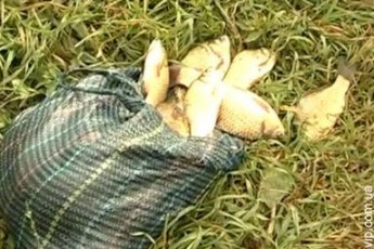 На одному з волинських озер масово вимерла вся риба