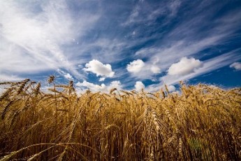 В поточному році експорт зерна Волині становив майже 130 тисяч тонн