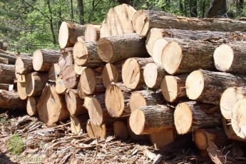 На Волині чоловік перевозив лісоматеріали з сумнівними документами