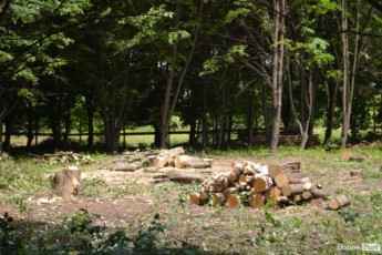 У Луцьку вирубують дерева, щоб розпочати будівництво храму