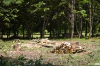 У Луцьку вирубують дерева, щоб розпочати будівництво храму