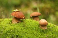 Луцькі прикордонники затримали 110 українців, які хотіли незаконно попасти до Білорусі під час збору грибів та ягід