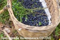 За сезон волинська сім’я може заробити на зборі чорниці близько 5 тисяч гривень
