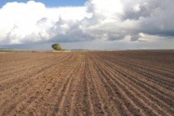 На Волині загинуло понад 1000 гектарів озимих культур