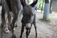 Луцький зоопарк поповнився маленьким віслючком