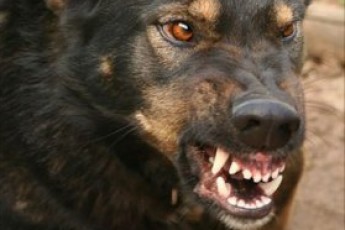 У Луцьку скажений собака покусав трьох дітей