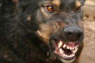 У Луцьку скажений собака покусав трьох дітей