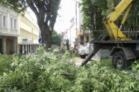 У центрі Луцька почали вирізувати дерева