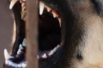 Лучани заявляють, що собаки із притулку нападають на них та тварин