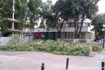 Дерева, які росли в центрі Луцька, повирізували вночі