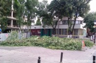 Дерева, які росли в центрі Луцька, повирізували вночі