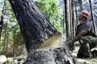 Замість зрізаних дерев у центрі Луцька відтепер ростимуть клени