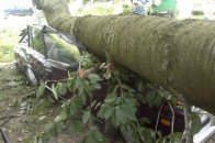 У Нововолинську дерево впало на автівку і мало не розчавило водія