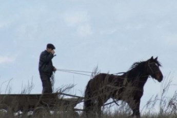 На Волині конокрада посадять майже на 9 років за ґрати