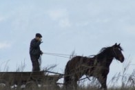На Волині конокрада посадять майже на 9 років за ґрати