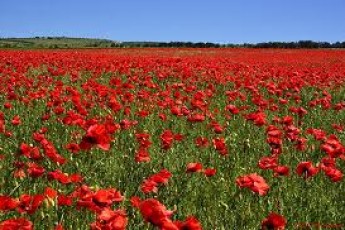 Волинські правоохоронці «спалили» пенсіонерку на посіві маку
