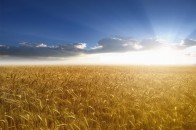 На Волині 60 тисяч гектарів продуктивних земель – необроблені