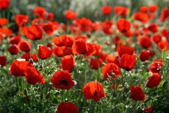 На Ківерцівщині правоохоронці вирізали плантацію снодійного маку