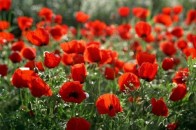На Ківерцівщині правоохоронці вирізали плантацію снодійного маку