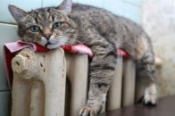 У кранах мешканців міста замість гарячої тече ледь тепла вода, а «Луцьктепло» продовжує виставляти позахмарні рахунки