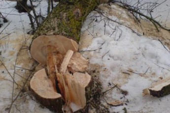 На Волині з військових, які незаконно вирубали кілька дерев, стягнули понад 24 тисячі гривень