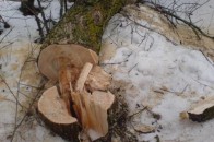 На Волині з військових, які незаконно вирубали кілька дерев, стягнули понад 24 тисячі гривень