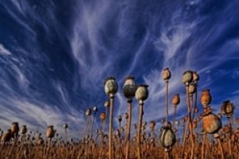 Правоохоронці розсекретили волинян, які вирощували макові плантації