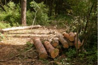 На Волині судитимуть інженера лісгоспу, який незаконно виписав квиток на порубку дерев
