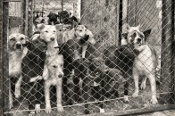 Мер Луцька взявся захищати директора собачого притулку від «меркантильних опонентів»