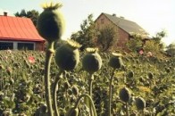 Волинські правоохоронці «зловили» 70-річну бабцю на посіві снодійного маку