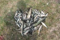 У Волинській області спіймали рибалок, які незаконно наловили риби на 36 тисяч гривень